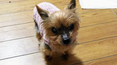 オリムパス メイクメイク ココット ピンク ツィード 小型犬 手編みセーター
