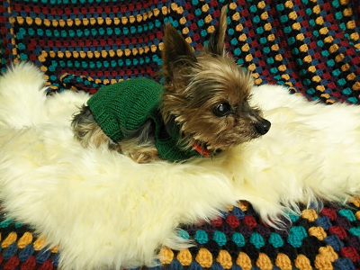 ムートン ハギレセット ムートン&インテリア ノーブル 猫 犬 マット