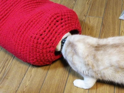 犬と猫の手編みベッドとドームハウス完成！ | kaushika