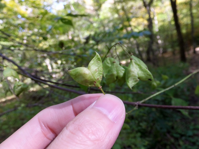 DSCF9338.JPG