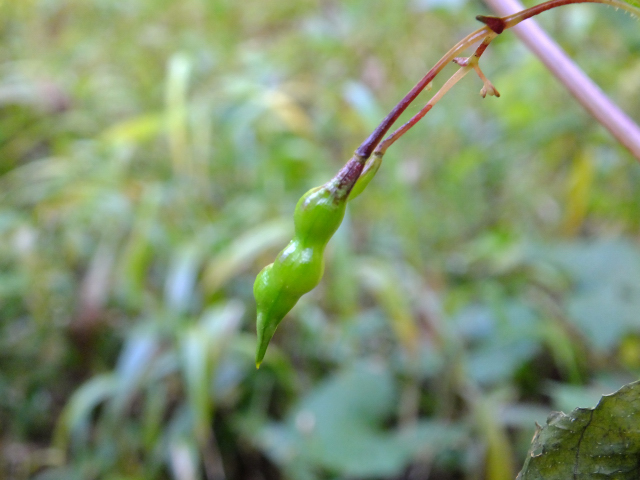 DSCF9339.JPG