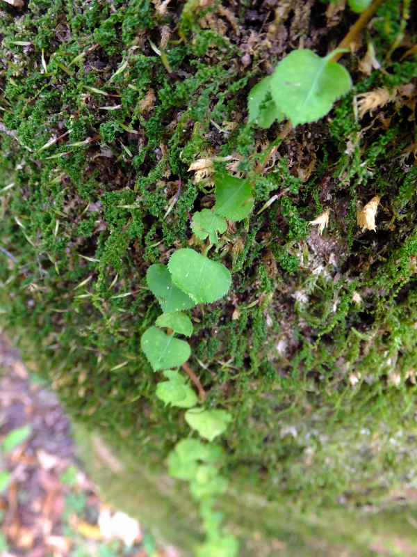 DSCF9365.JPG