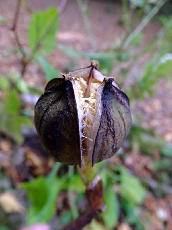 DSCF9398.JPG