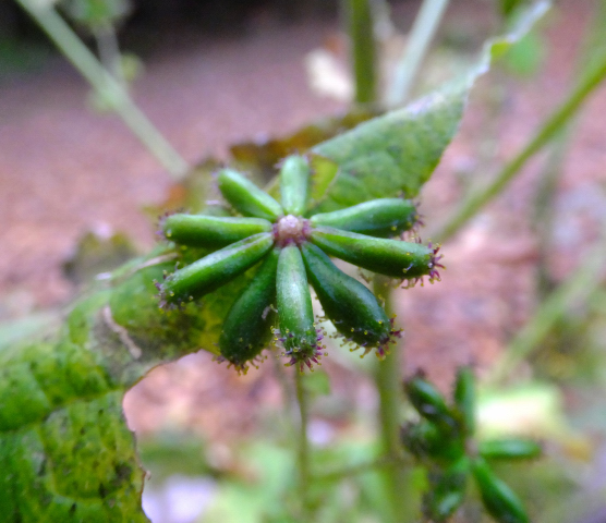 DSCF9401.JPG