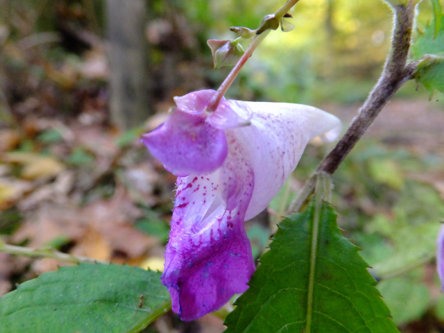 DSCF9402.JPG