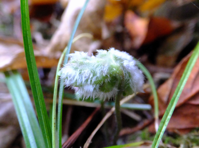 DSCF9408.JPG