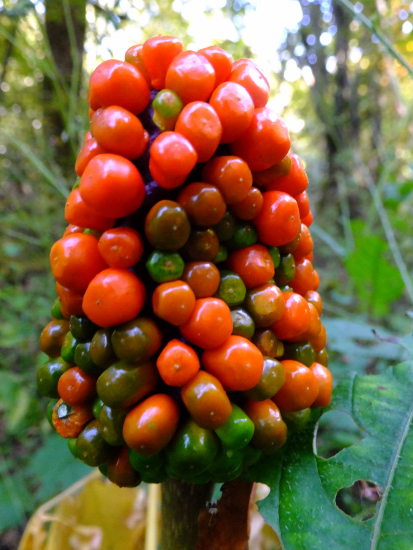 DSCF9410.JPG