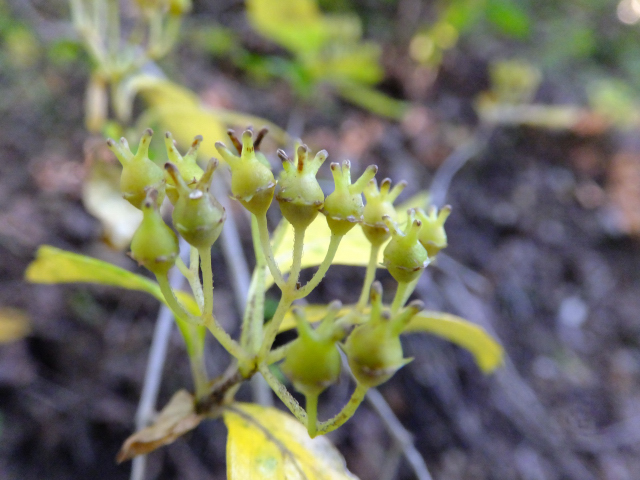 DSCF9419.JPG