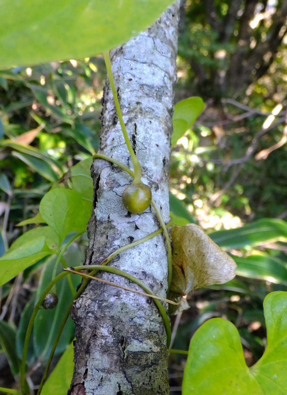 DSCF9460.JPG