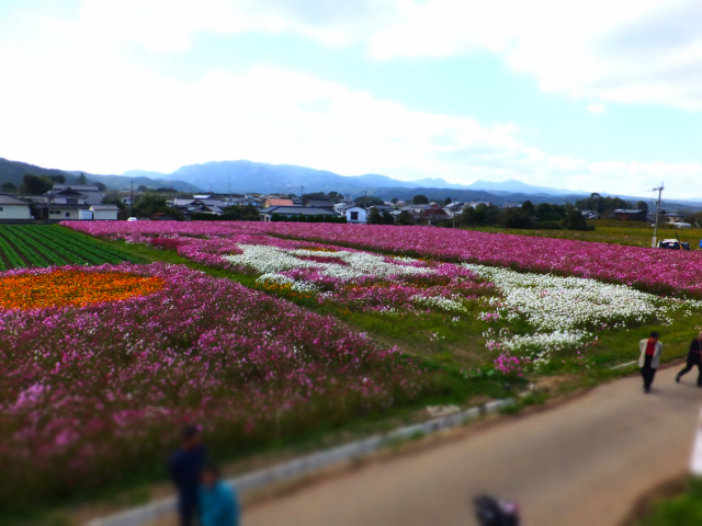 DSCF9505.JPG