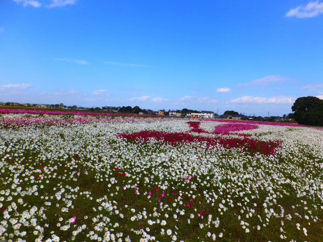DSCF9508.JPG