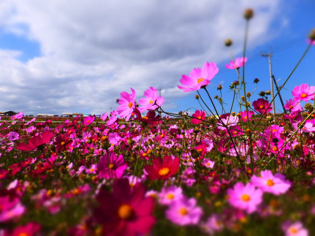 DSCF9529.JPG
