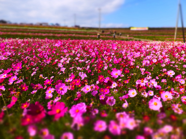 DSCF9531.JPG