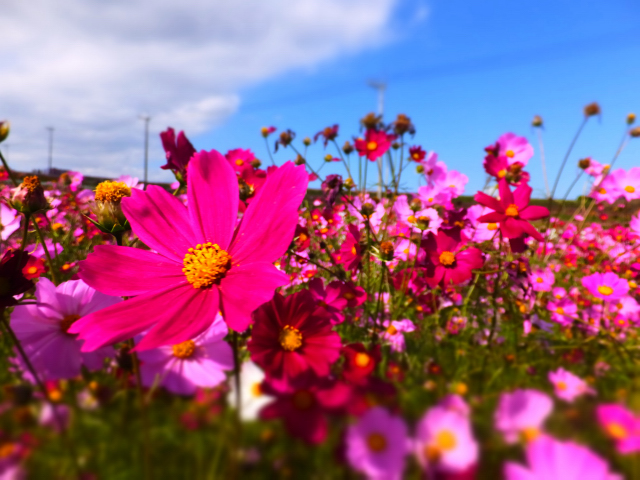 DSCF9532.JPG