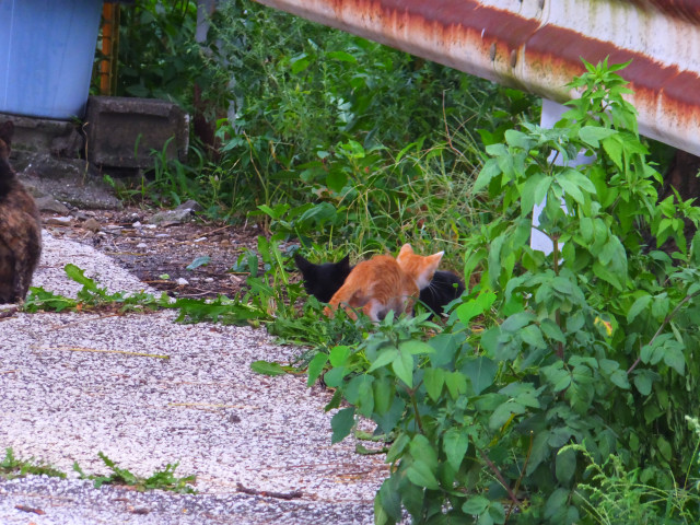 DSCF8452.JPG