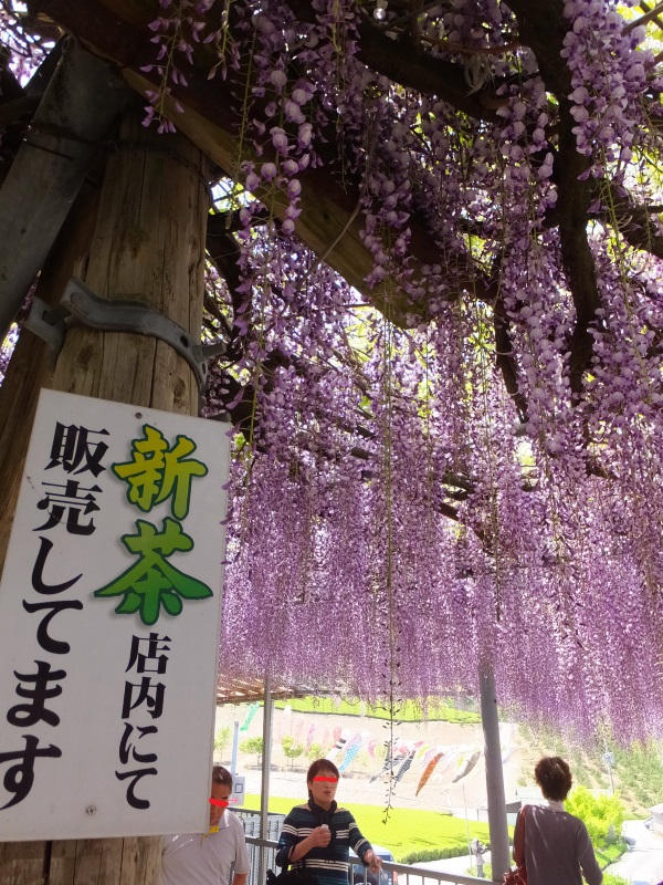 DSCF6043.JPG