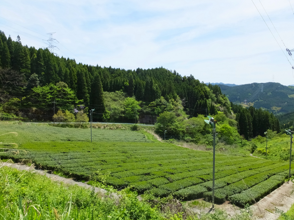 DSCF0825.JPG