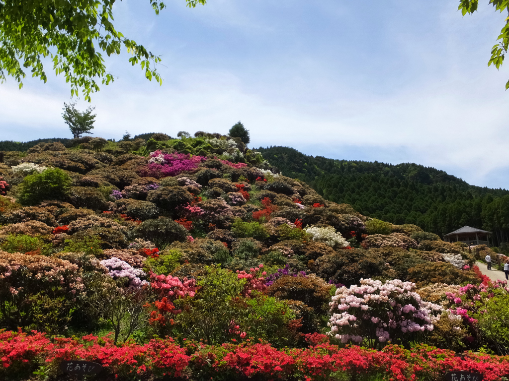 DSCF0852.JPG