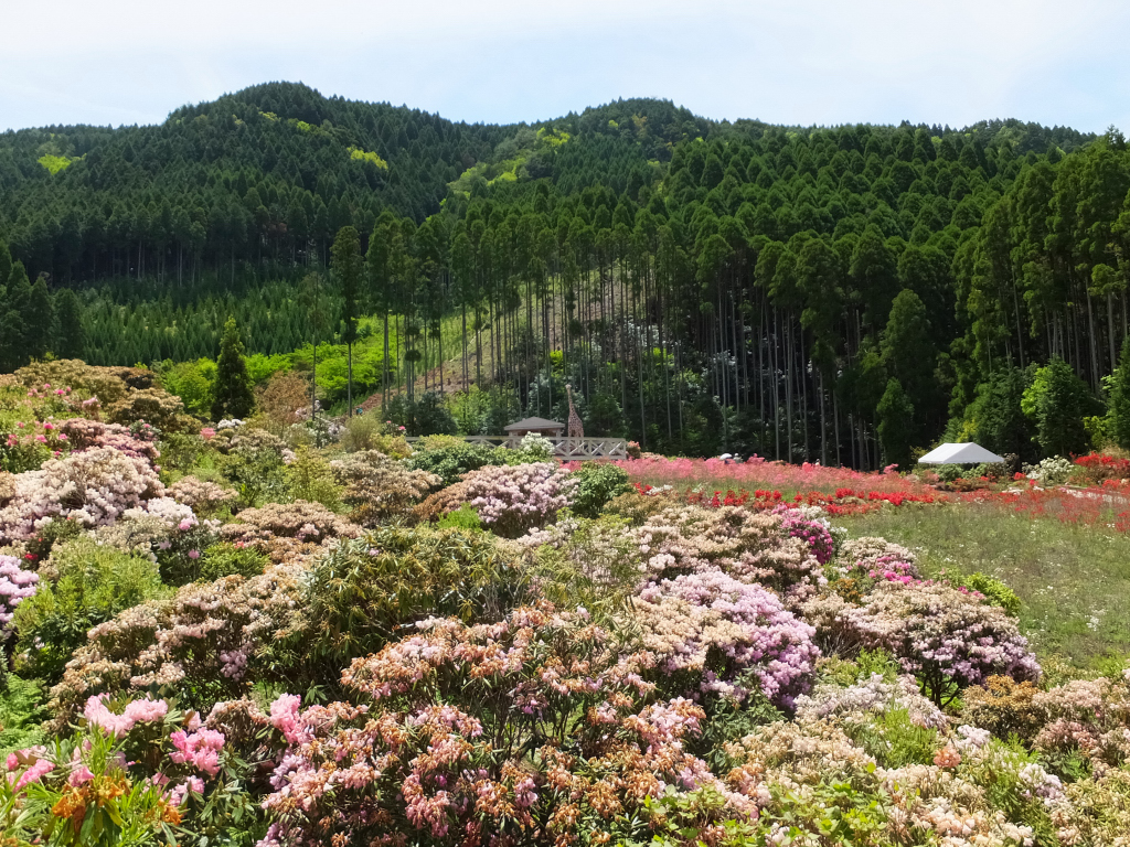 DSCF0861.JPG