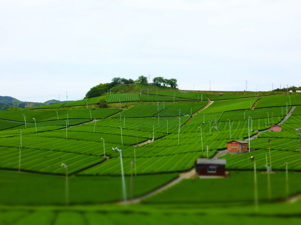 DSCF0896.JPG
