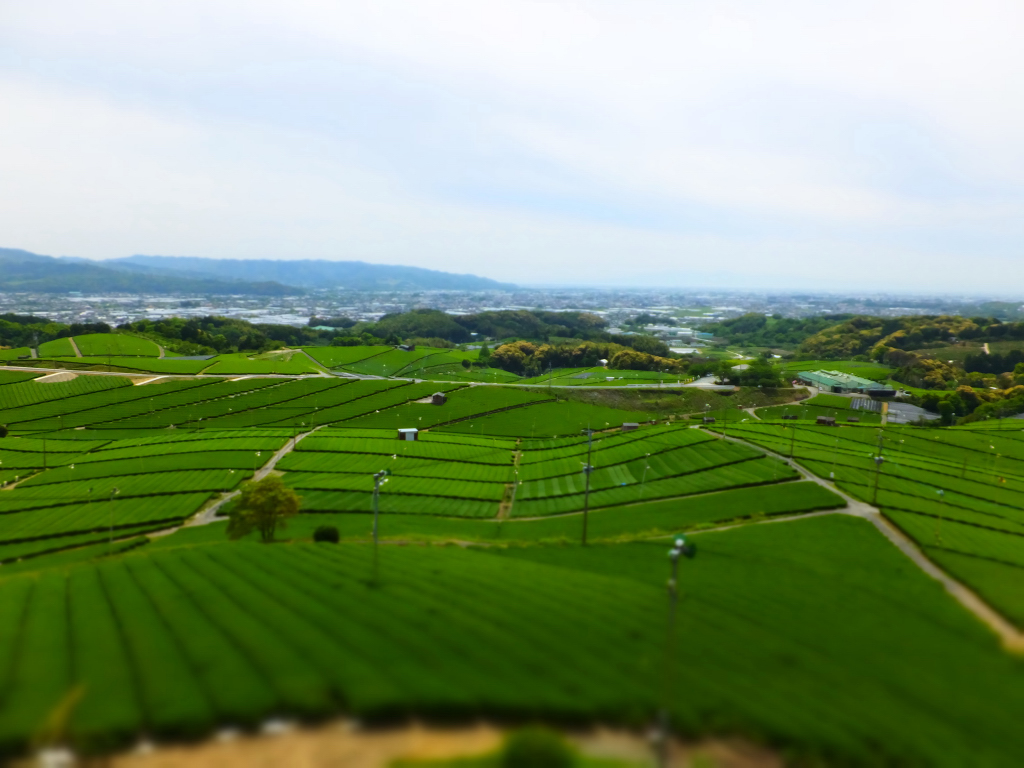 DSCF0898.JPG