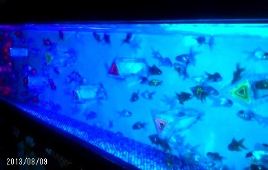 ART AQUARIUM Kaledorium/¥¢¡¼¥È¥¢¥¯¥¢¥ê¥¦¥àŸ〜̾¸Å²°¡¦¶âµû¤Î²í〜