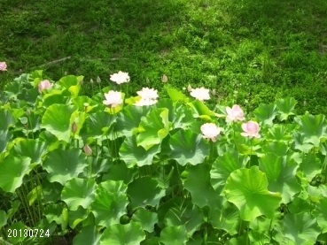 20130724 ËÅÄ»ÔÏ¡ÃÓ01