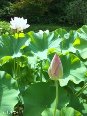 20130724 ËÅÄ»ÔÏ¡ÃÓ02