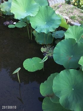 20130809_ËÅÄ»ÔÏ¡ÃÓ05
