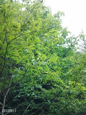 20130811_·ªÎÓ