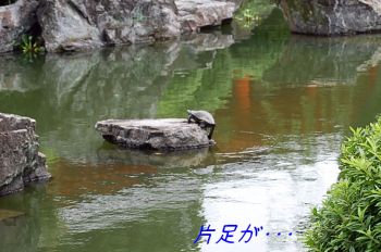 亀2