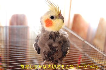 水浴びチョコ