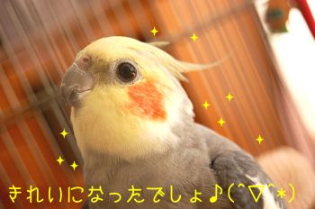 輝くチョコ