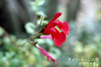 チェリーセージ