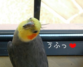 チョコうふ