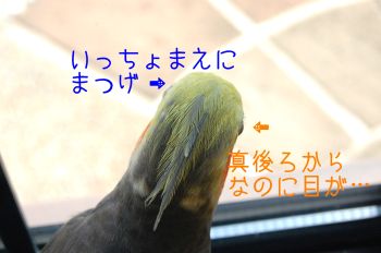 チョコまつげ