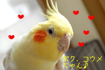 コウメ