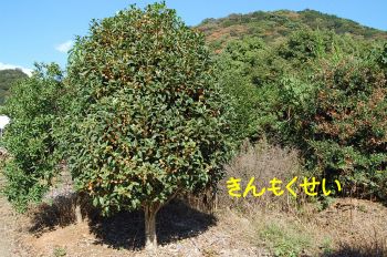 きんもくせい