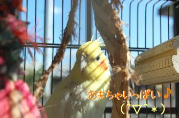 小梅