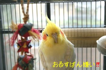 コウメ