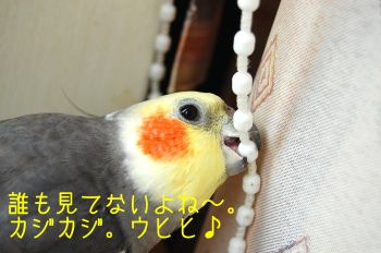イタズラチョコ