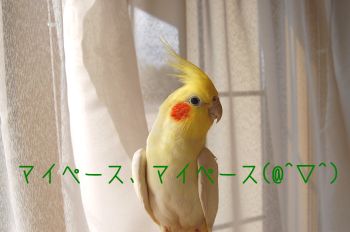 こうめ