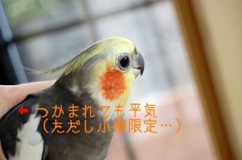 チョコ