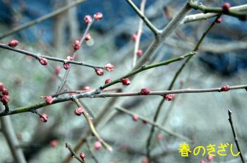 梅の蕾