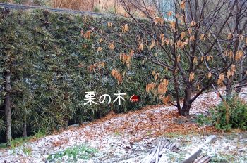 栗の木