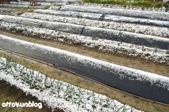 雪の畑