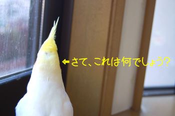 コウメ