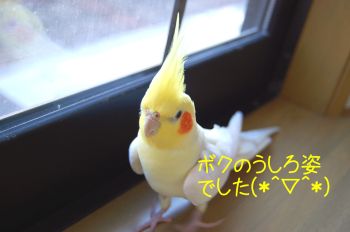 コウメ