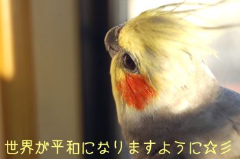 チョコ
