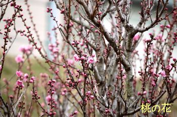 桃の花